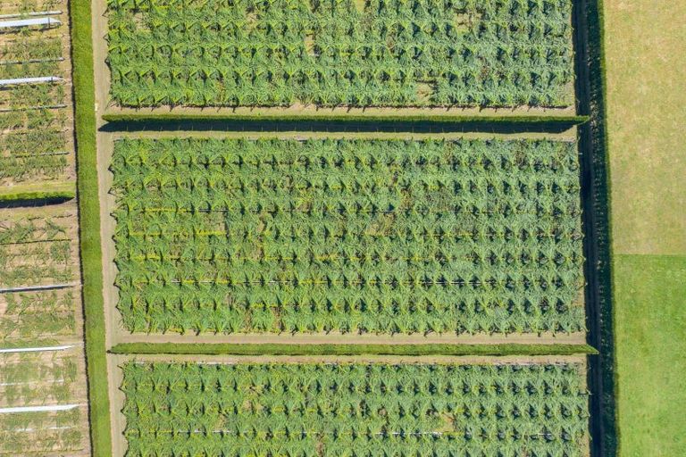 Photo of property in 121 Macdonald Road, Te Teko, Whakatane, 3192