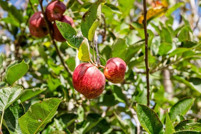 Photo of property in 55 King Street, Kensington, Whangarei, 0112