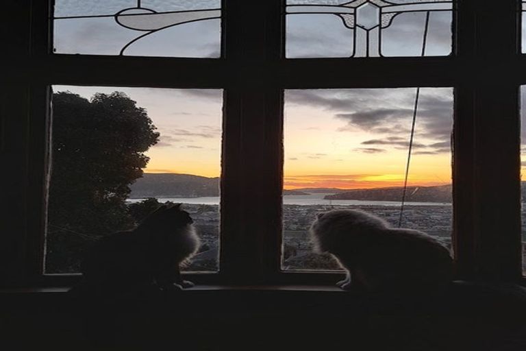 Photo of property in 41 Skibo Street, Kew, Dunedin, 9012