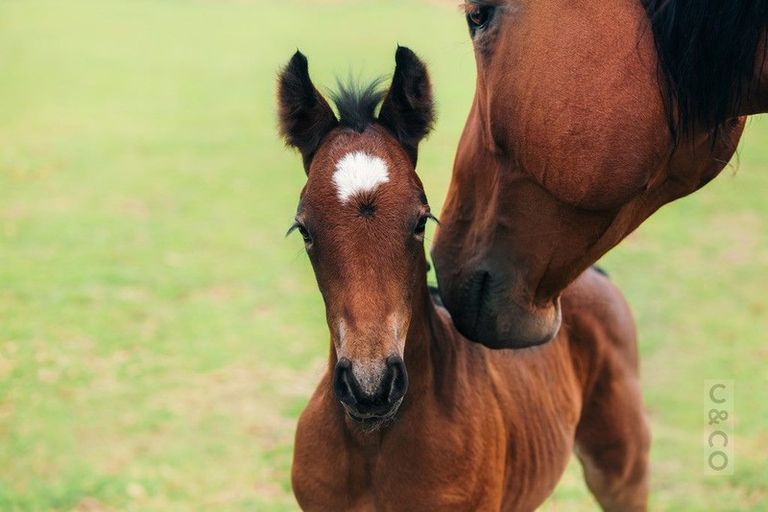 Photo of property in 271 Waitakere Road, Taupaki, Henderson, 0782