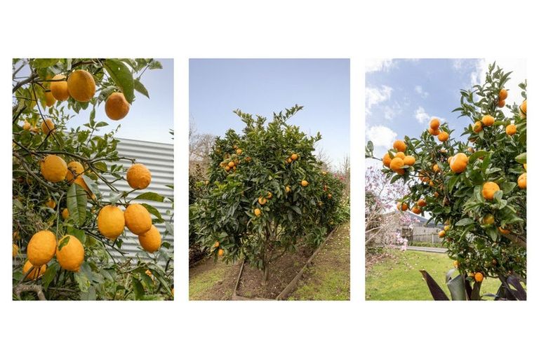 Photo of property in 5 Olive Close, Omokoroa, 3114