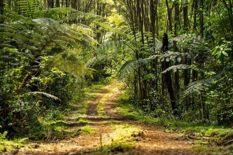 Photo of property in 246 Gray Road, Te Kamo, Kamo, 0185