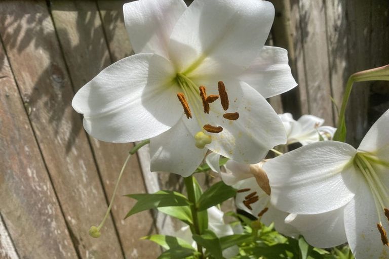 Photo of property in 126 Harrison Street, Whanganui, 4500