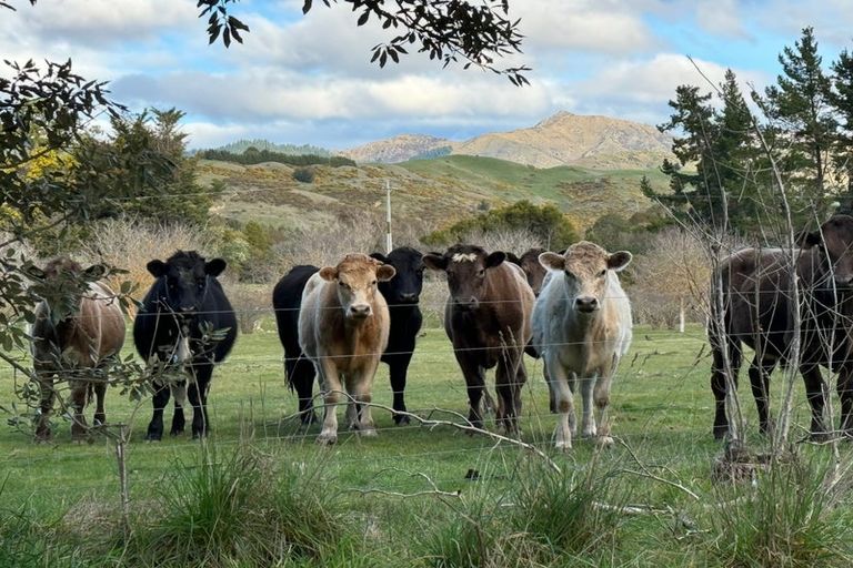 Photo of property in 195 Tyntesfield Road, Waihopai Valley, Blenheim, 7276