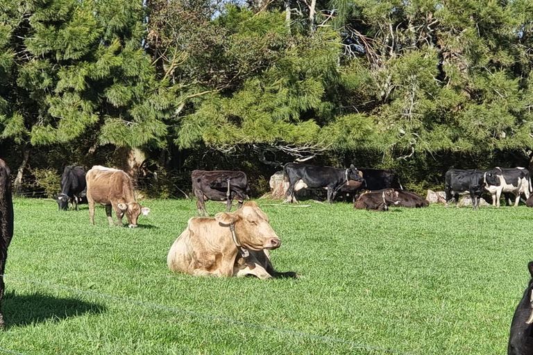 Photo of property in 1594 Millbrook Road, Taipuha, Paparoa, 0571