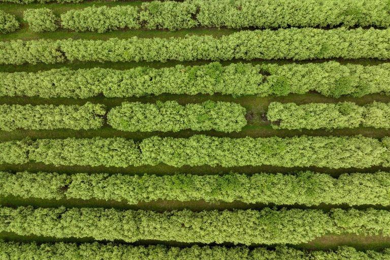 Photo of property in 40 Killen Road, Tahawai, Katikati, 3178