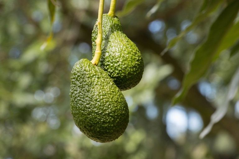 Photo of property in 43 Thompsons Track, Aongatete, Katikati, 3178