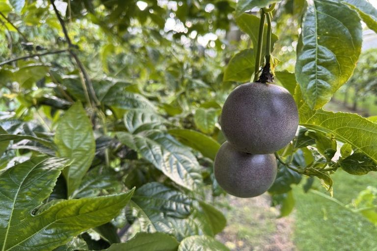 Photo of property in 241 Rea Road, Tahawai, Katikati, 3178