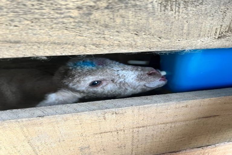 Photo of property in 1 Clough Road, Paroa, Greymouth, 7805