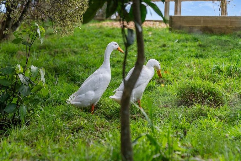 Photo of property in 691 Waitao Road, Waitao, Tauranga, 3175