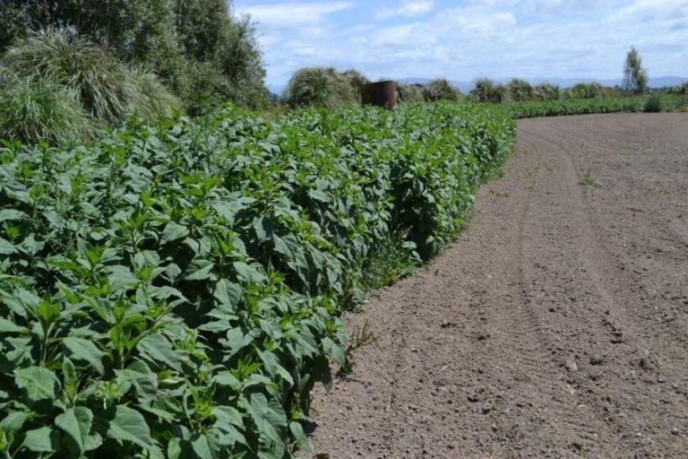 Photo of property in 80 Waikoruru Road, Tuahiwi, Kaiapoi, 7691