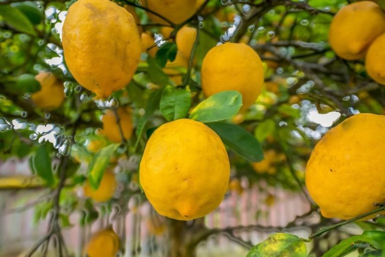 Photo of property in 58 Fraser Crescent, Elderslea, Upper Hutt, 5018