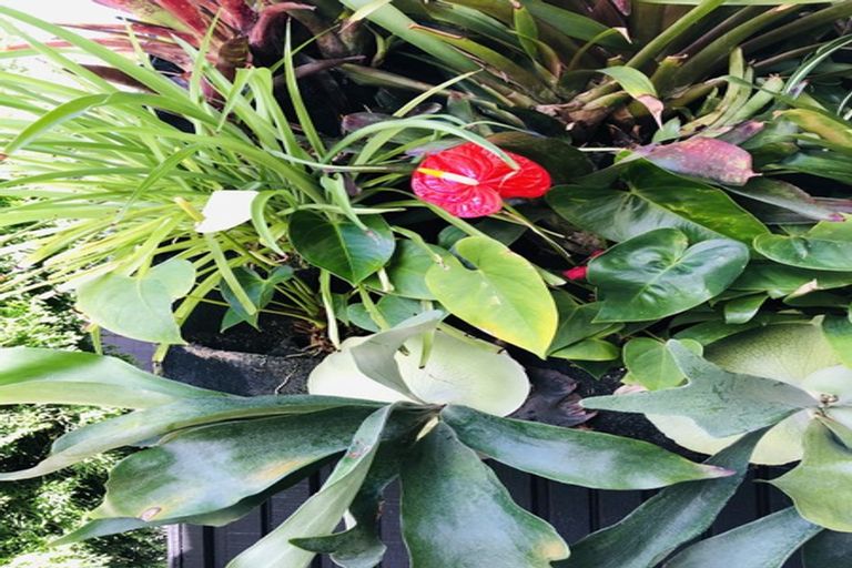 Photo of property in 6/29a Birdwood Crescent, Parnell, Auckland, 1052