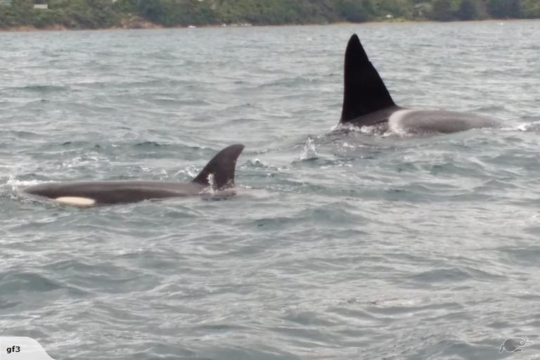 Photo of property in 117 Akerbloms Road, Punga Cove, Marlborough Sounds, 7282