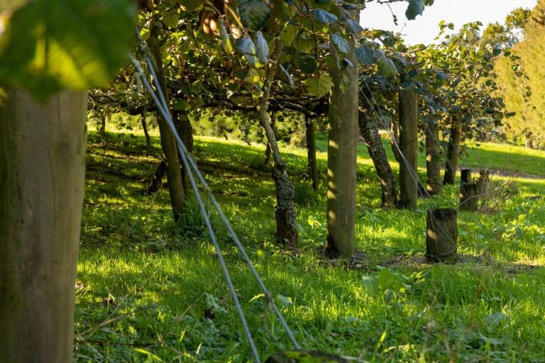 Photo of property in 394 Old Highway, Whakamarama, 3180