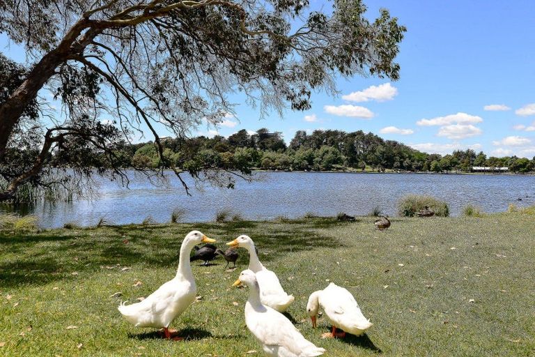 Photo of property in 33 Hastings Place, Hamilton Lake, Hamilton, 3204