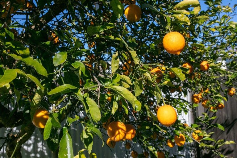 Photo of property in 9 Robinson Street, Katikati, 3129