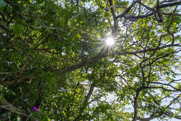 Photo of property in 3 Matai Grove, Greytown, 5712