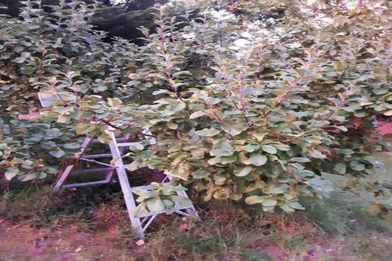 Photo of property in 897 Sandy Knolls Road, West Melton, Christchurch, 7675