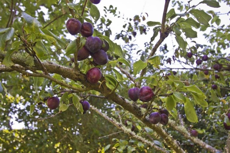 Photo of property in 129 Miromiro Road, Normandale, Lower Hutt, 5010