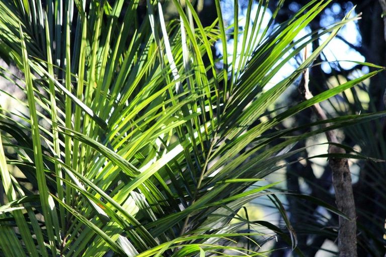 Photo of property in 1170 Cove Road, Langs Beach, Waipu, 0582