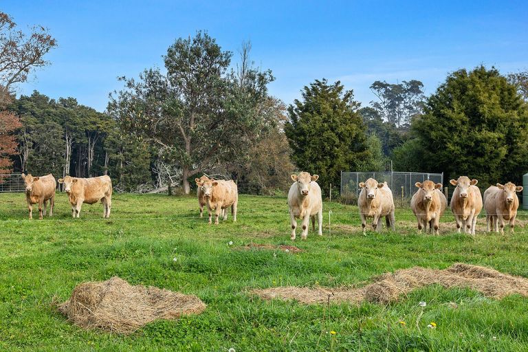 Photo of property in 81d Horrell Road, Morrinsville, 3374