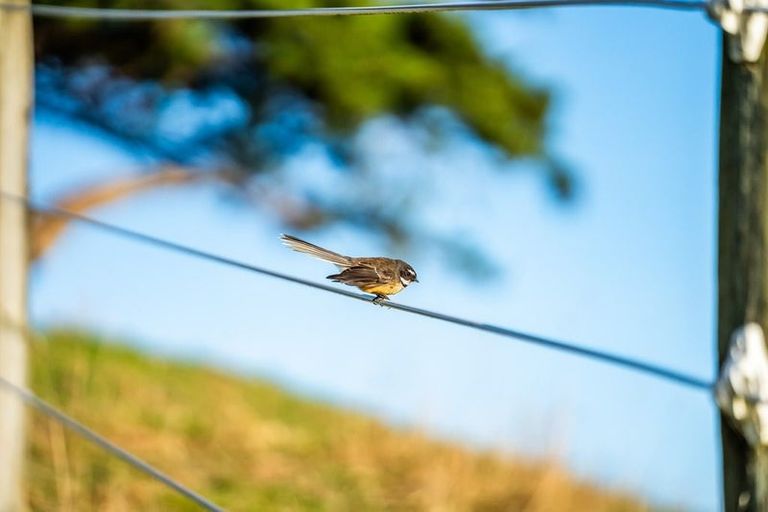 Photo of property in 105a Bradey Road, Pauatahanui, Porirua, 5381