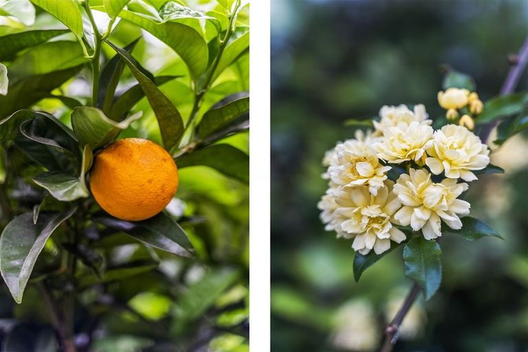 Photo of property in 108 The Grove, Onemana, Whangamata, 3691