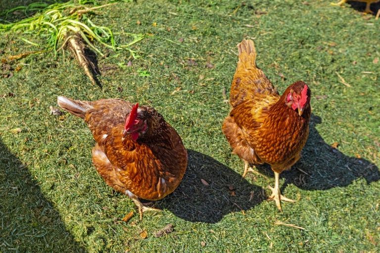 Photo of property in 1187 Stanley Road, Waimana, 3198