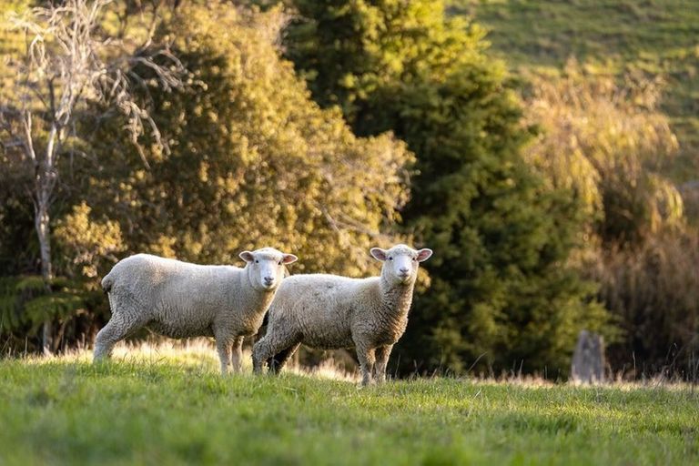 Photo of property in 156 Wyllie Road, Warkworth, 0981