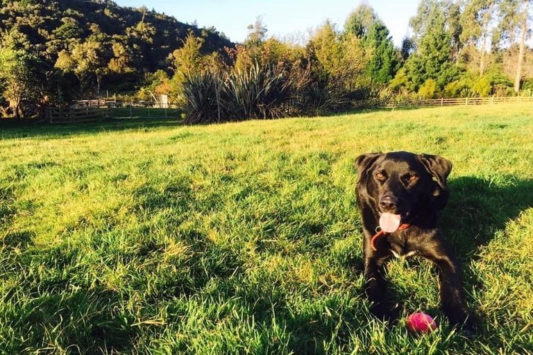 Photo of property in 379 Blue Spur Road, Blue Spur, Hokitika, 7882