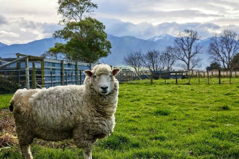 Photo of property in 9 Grays Lane, Kaikoura, 7300