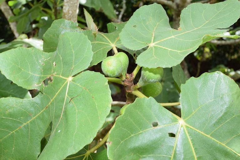 Photo of property in 1 Hazelmere Street, Wellsford, 0900