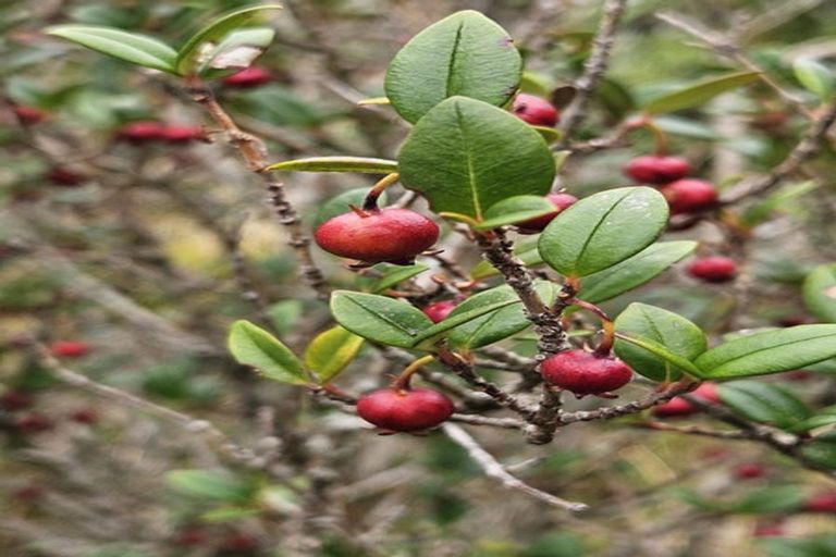 Photo of property in 42-44 Cheshire Street, Cannons Creek, Porirua, 5024