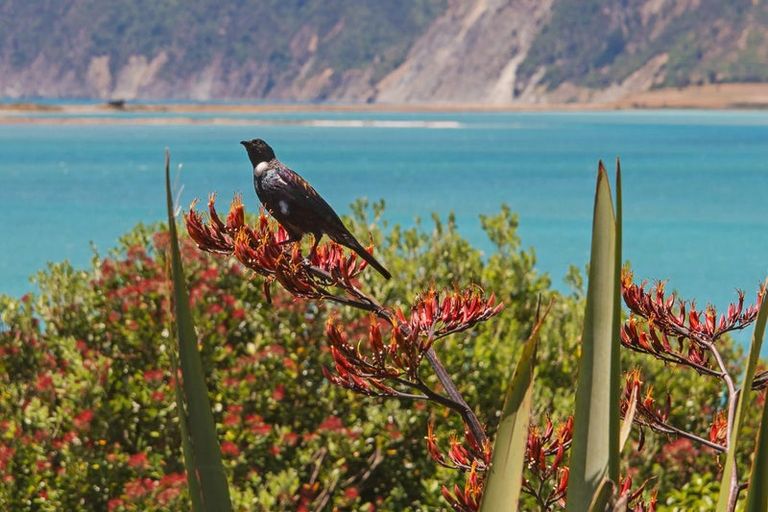 Photo of property in 638 Cable Bay Road, Cable Bay, Nelson, 7071