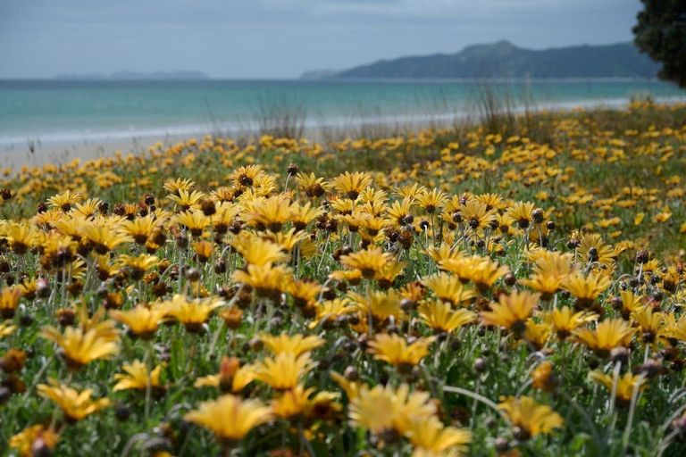 Photo of property in 156 Sands Crescent, Matarangi, Whitianga, 3592