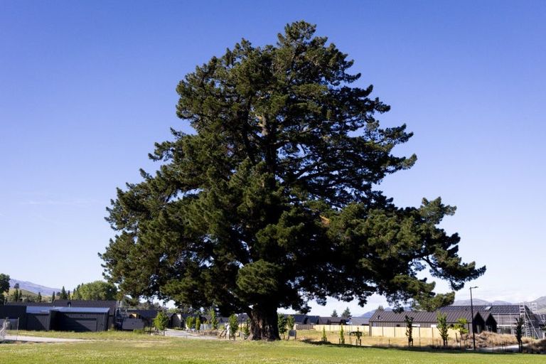 Photo of property in 43 Vintage Street, Cromwell, 9310