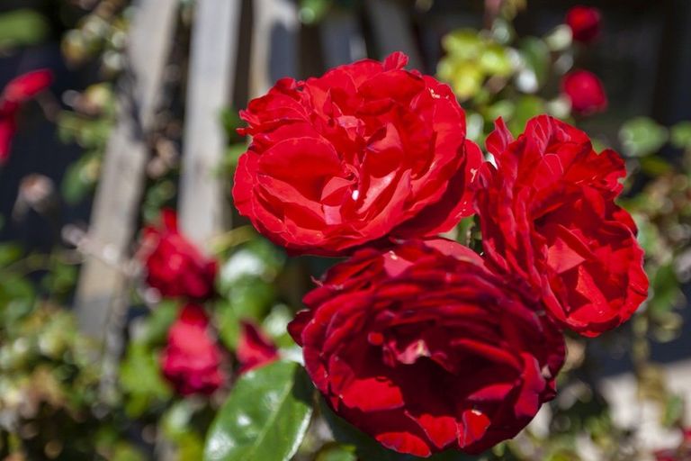 Photo of property in 19 Tainui Street, Raumati Beach, Paraparaumu, 5032