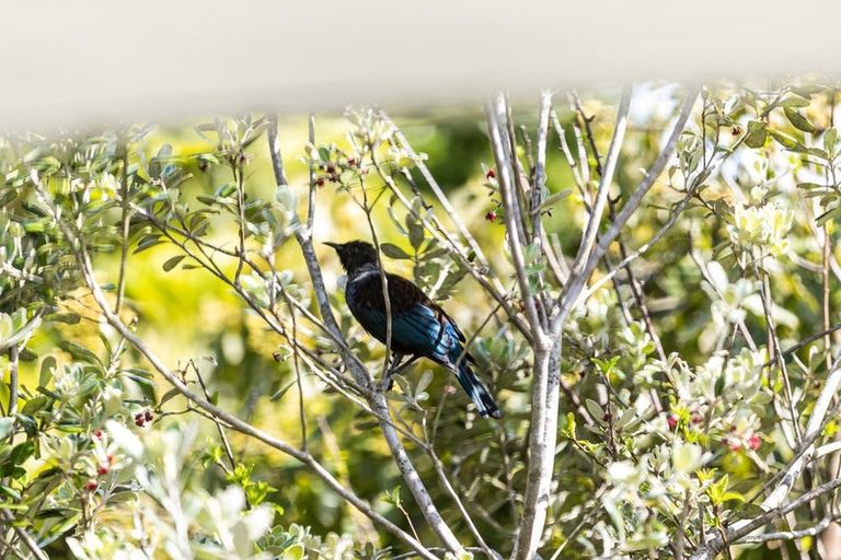 Photo of property in 2/41 Lyons Avenue, Murrays Bay, Auckland, 0630