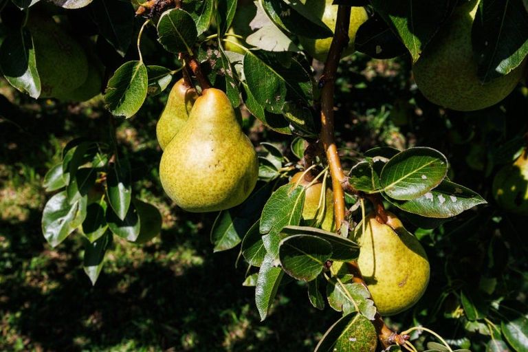 Photo of property in 154 Oroua Road, Kairanga, Palmerston North, 4475