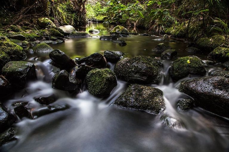 Photo of property in 134 Lone Kauri Road, Karekare, New Lynn, 0772