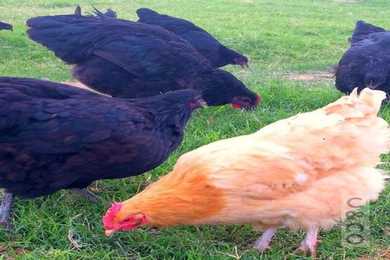 Photo of property in 306 Taiapa Road, Muriwai, 0881