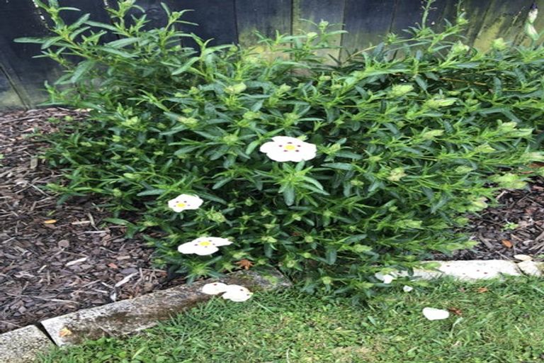 Photo of property in 317 River Road, Claudelands, Hamilton, 3214