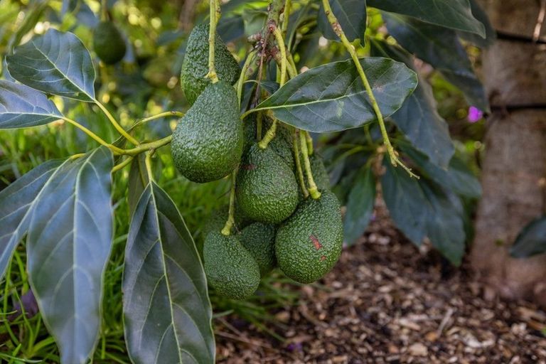 Photo of property in 25 Peihana Rise, Kerikeri, 0230