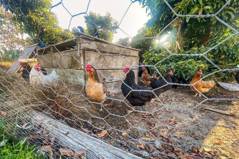 Photo of property in 630 Nelson Road, Makauri, Gisborne, 4071