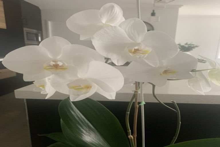 Photo of property in 26 Te Kaka Place, Omokoroa, 3114