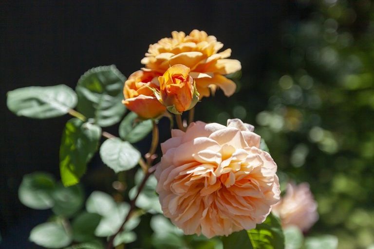 Photo of property in 9-11 Rosebank Grove, Waikanae, 5036