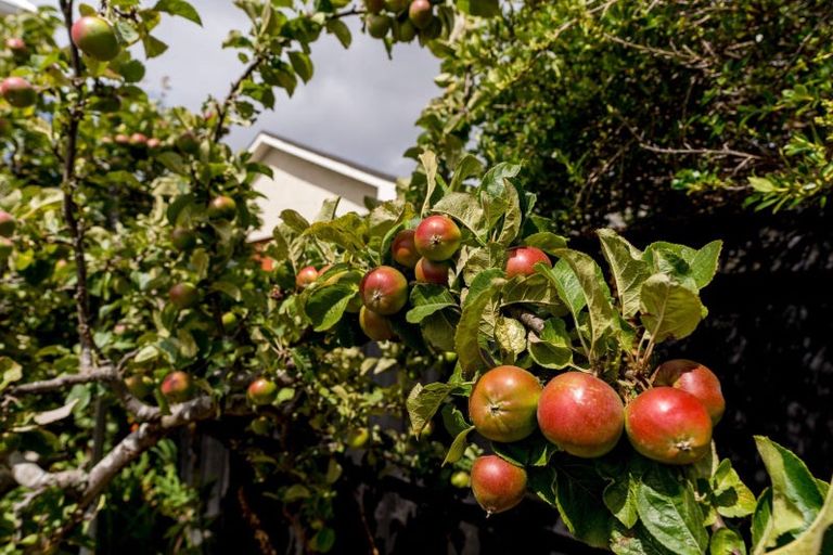 Photo of property in 615 Highgate, Maori Hill, Dunedin, 9010