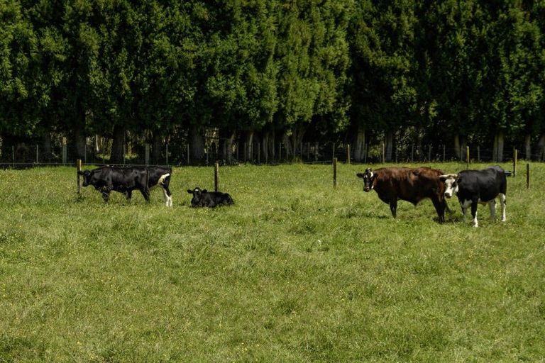 Photo of property in 74c Walter Henry Drive, Omanawa, Tauranga, 3171