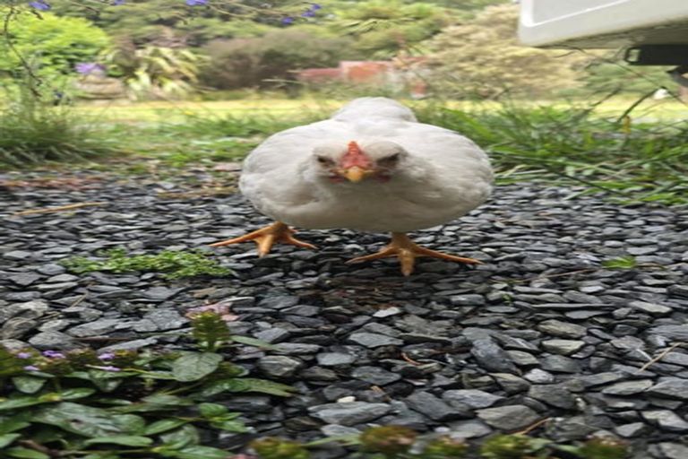 Photo of property in 656 Takahue Road, Takahue, Kaitaia, 0481